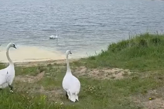 swan