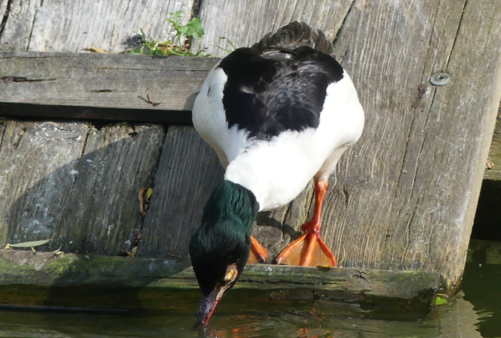goosander municipal pond