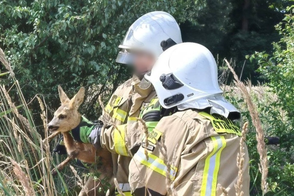 firefighter roe deer