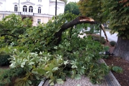 planty burza drzewo