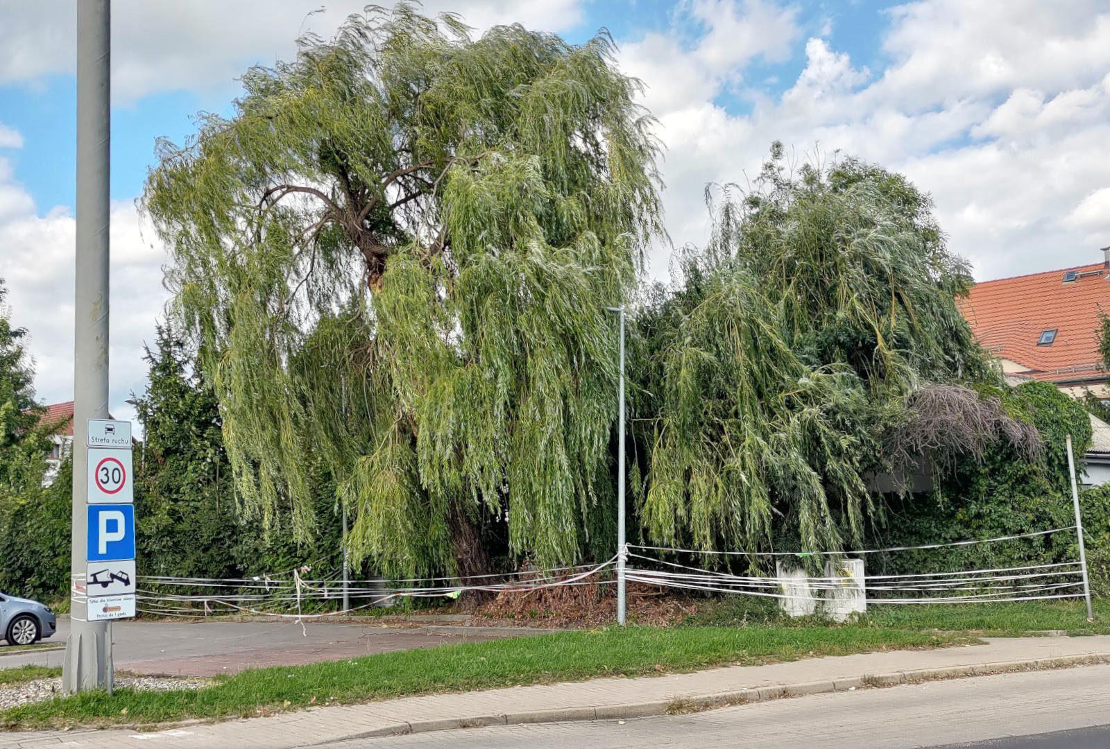 drzewo wierzba parking