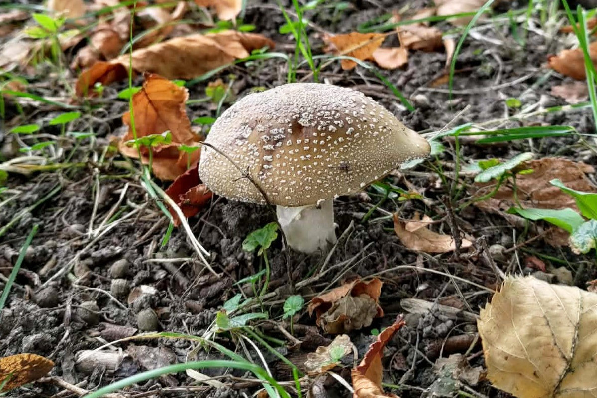 fly agaric mushroom warning