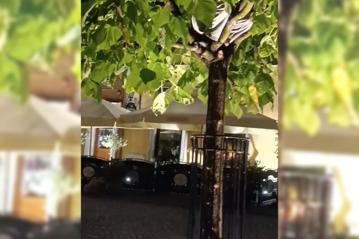 boy tree