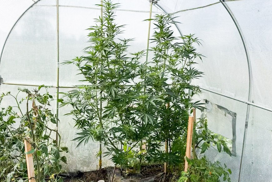 marihuana