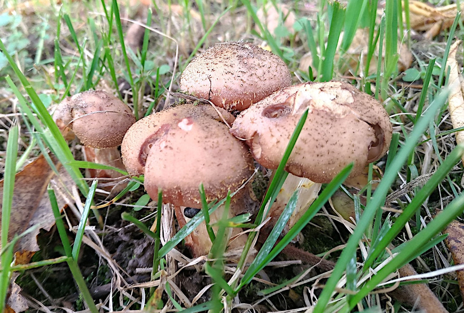 grzyb opieńka cebulotrzonowa