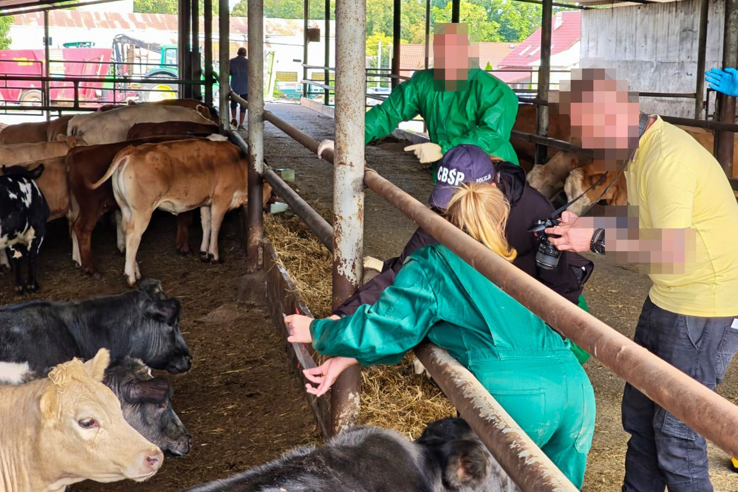 People and cattle