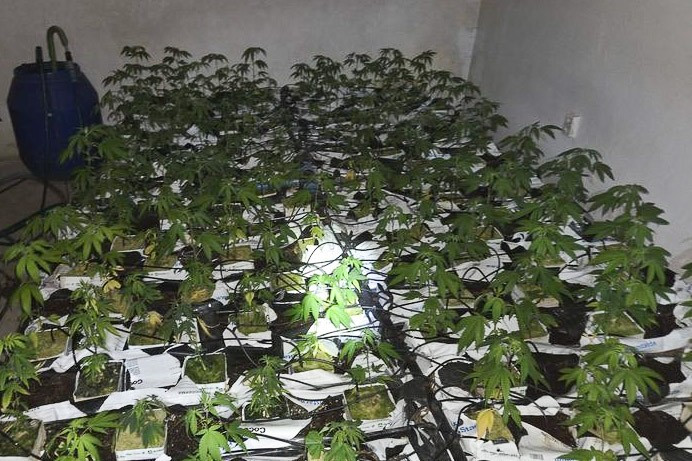 marihuana
