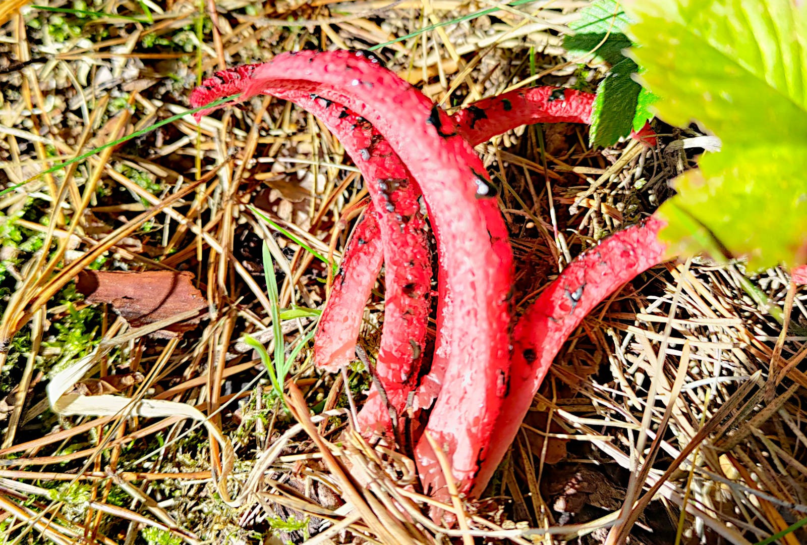 the devil’s fingers mushroom, the stinkhorn