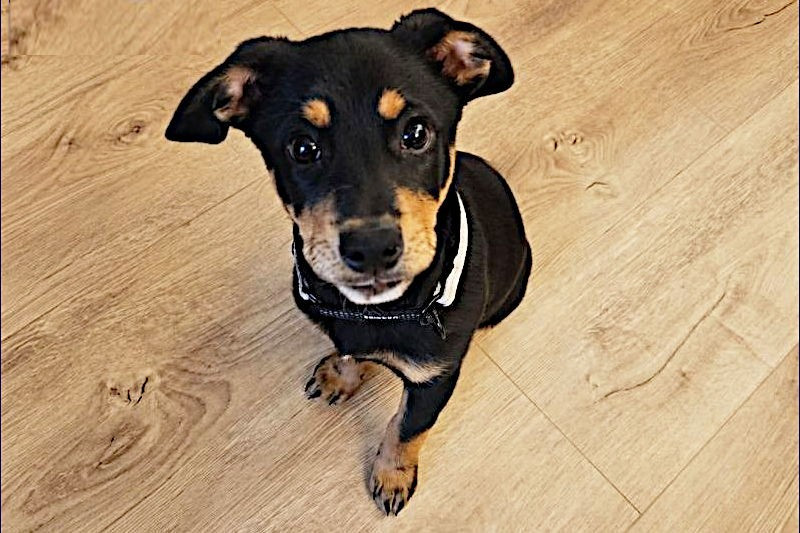 Dog