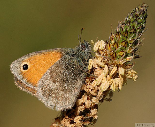 Strzępotek ruczajnik