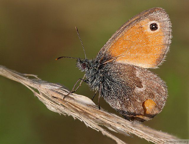 Strzępotek ruczajnik