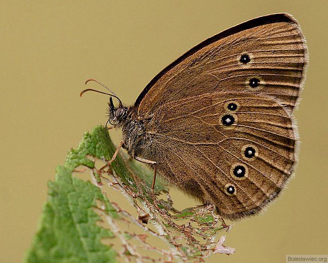 Przestrojnik trawnik