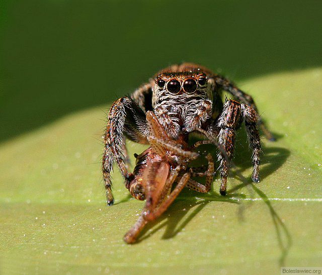 Skakun przy posiłku