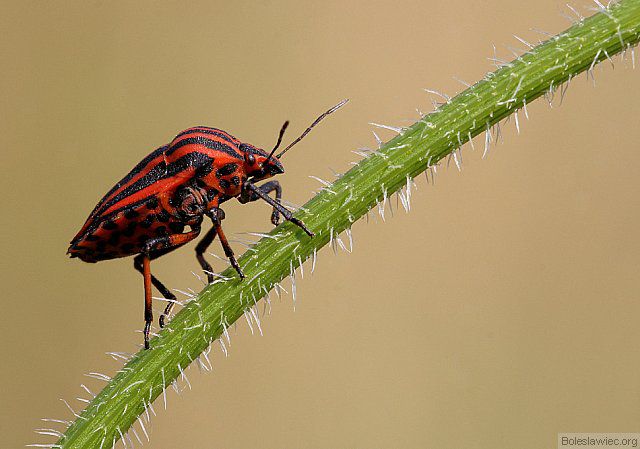 Czarno-czerwony na zielonym...