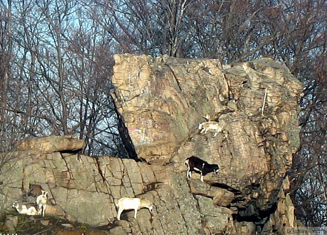 Kozice koło Karpacza