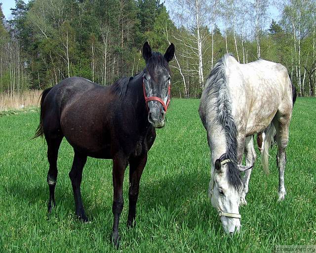 Czarno-biała rodzinka...