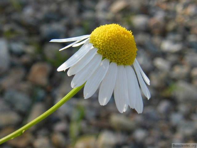 &quot;Ale jestem piękny&quot;