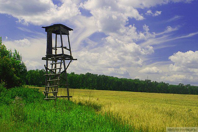 Lato na polach w Warcie