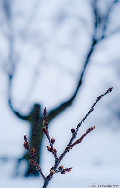 Wiosna idzie... ;-)