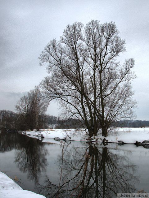 Drzewo nad Kwisą
