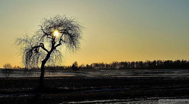 Drzewo zaklęte w słońcu