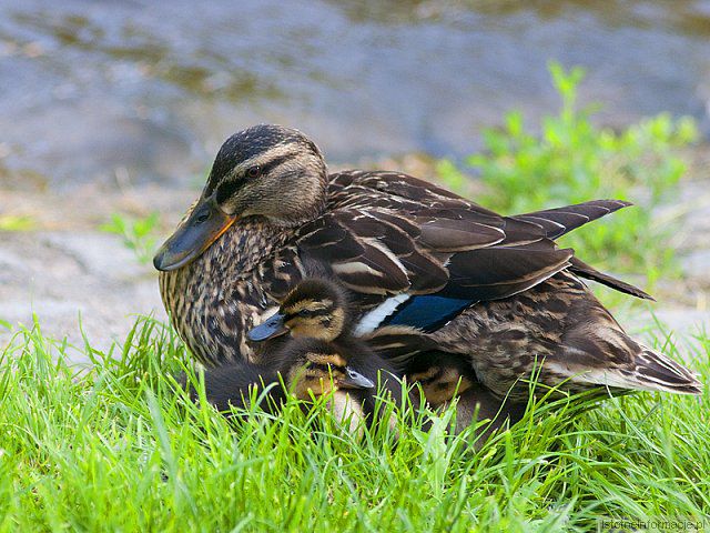 Przy mamusi najlepiej