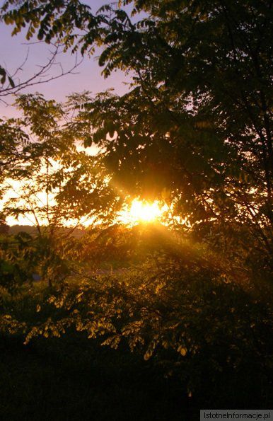 Nieśmiło wyjrzało, ale ci