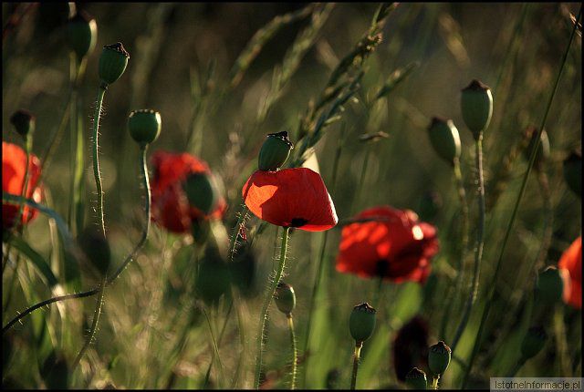 Na makowej łące