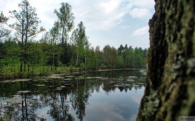 Jeziorko w lesie na wschód od Bolesławca