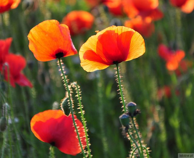 MAKI W CZERECOWYM SŁOŃCU