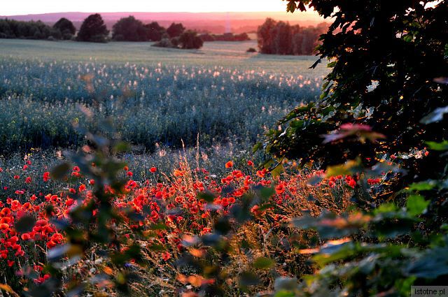 W ZACHODZĄCYM SŁOŃCU
