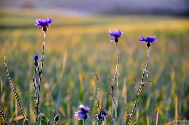 CHABRY NA WZGÓRZACH