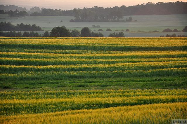 WZGÓRZA DALKOWSKIE O ŚWICIE