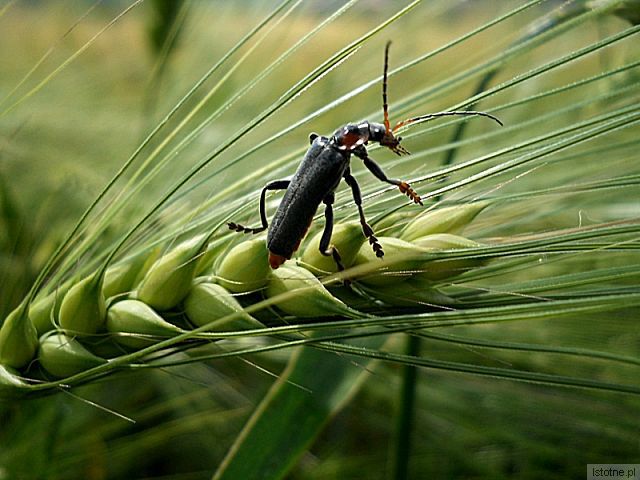 buszujący w  zbożu