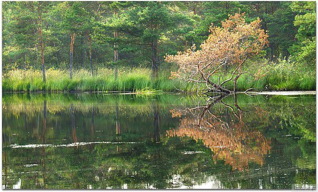 w  delikatnie przedjesiennej  scenerii