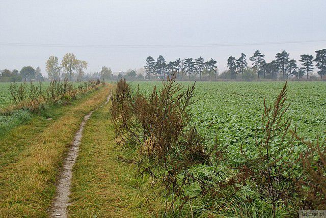 w  stronę  mgieł..