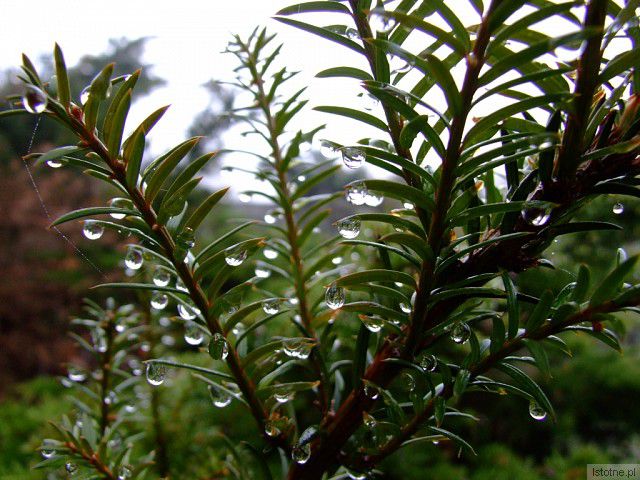 Listopadowe diamenty :-)