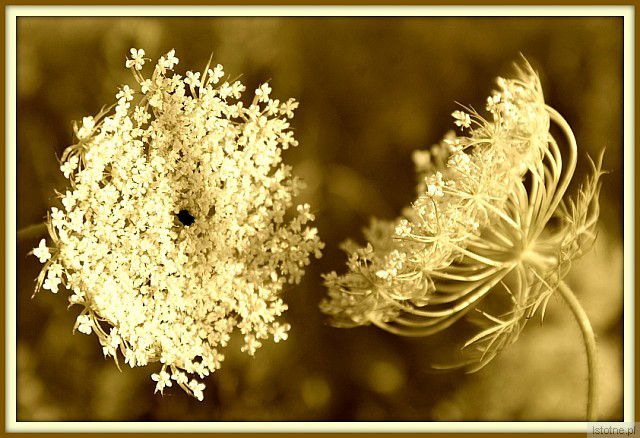 koronkowe uroki  lata