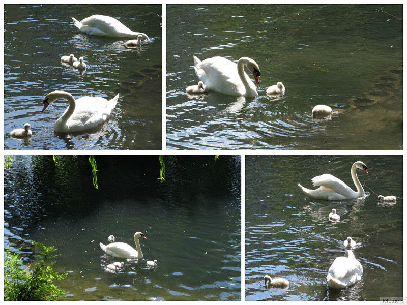 Rodzina bolesławieckich łabędzi