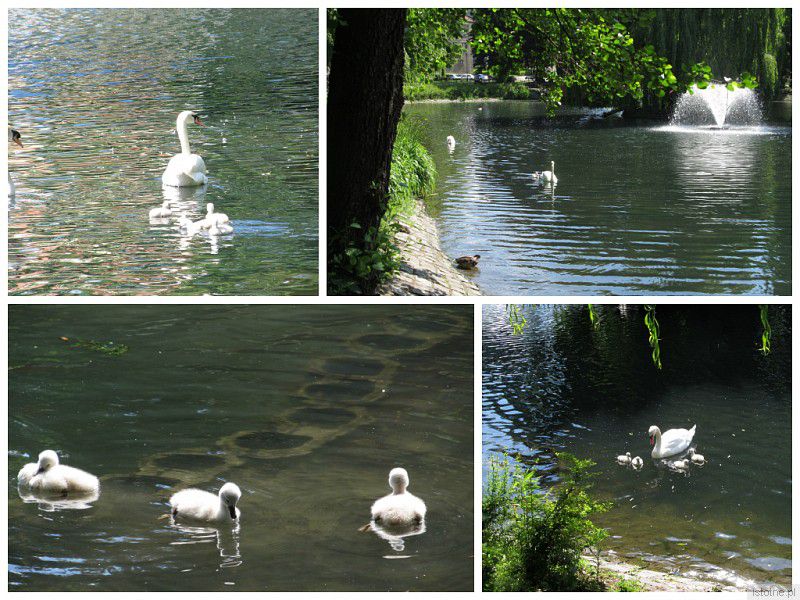Rodzina bolesławieckich łabędzi