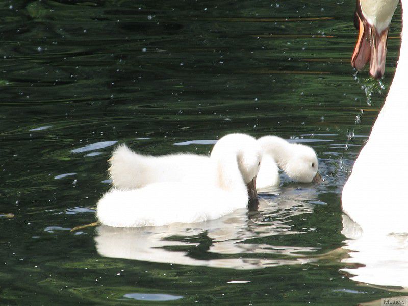 Jezioro łabędzie