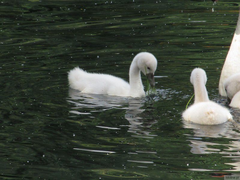 Jezioro łabędzie