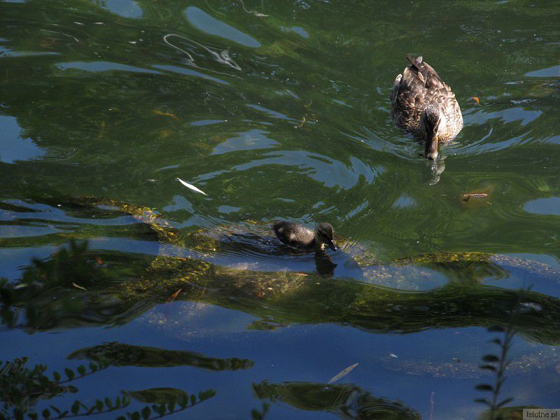 Jedyne w tym roku kaczątko