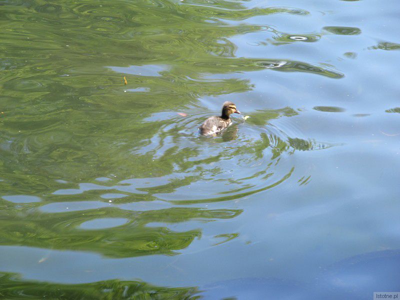 Jedyne w tym roku kaczątko