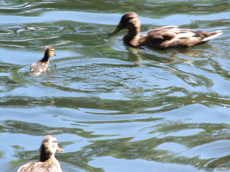 Jedyne w tym roku kaczątko