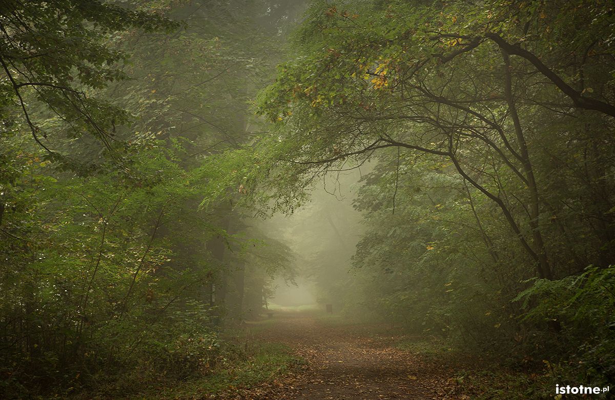 poranek w parkolesie