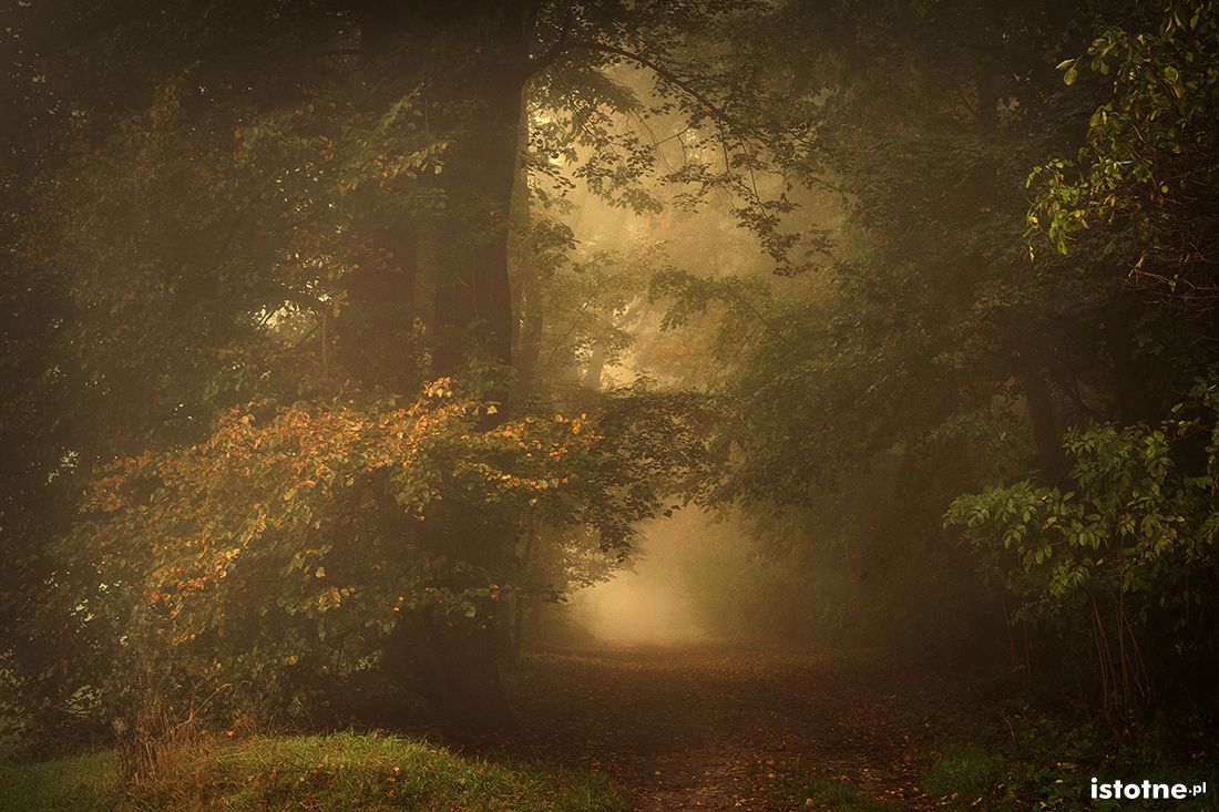 poranek w parkolesie