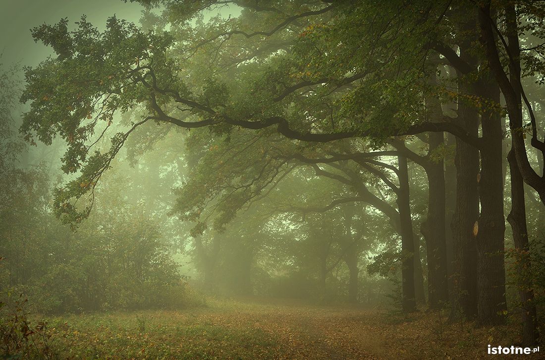 poranek w parkolesie
