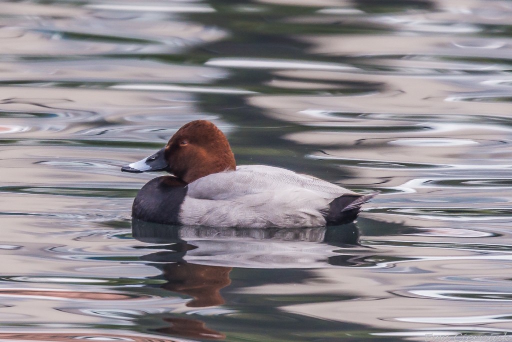 Głowieńka - nowa mieszkanka stawu przy ulicy Bankowej