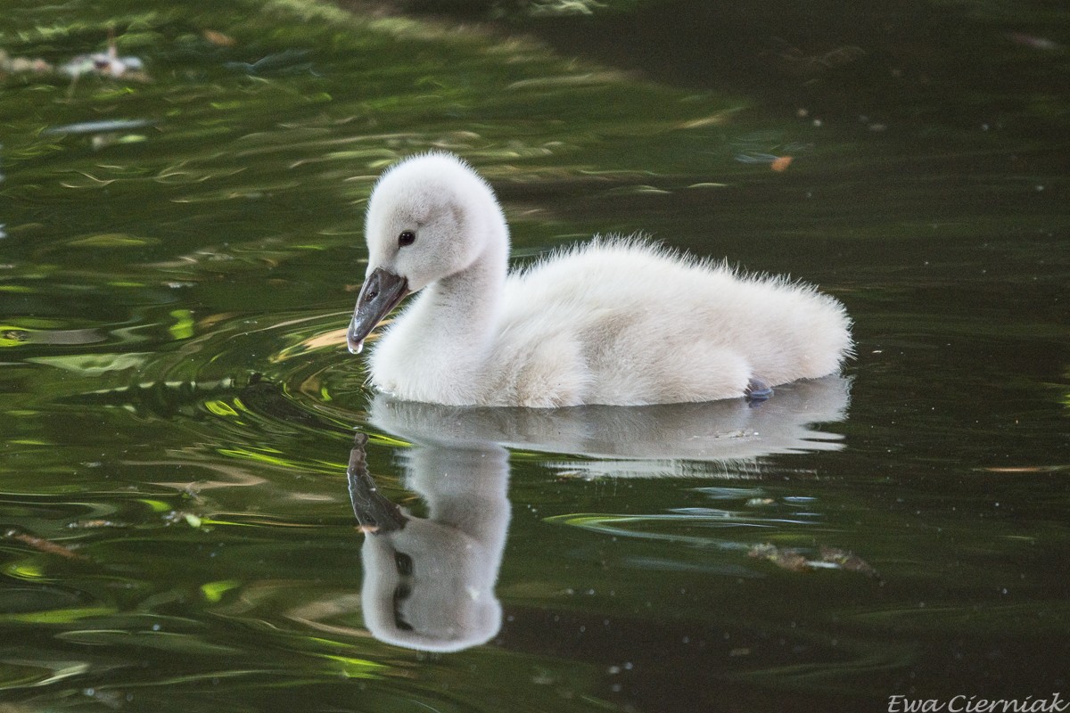 Nowy mieszkaniec Stawu Miejskiego